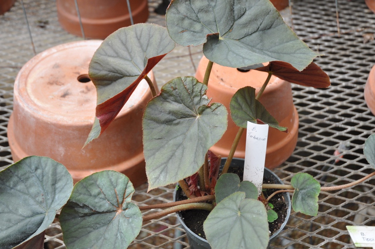 B. ‘Tobasco’